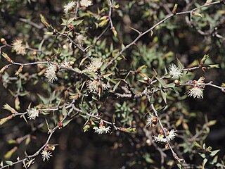 <i>Melaleuca podiocarpa</i> Species of shrub