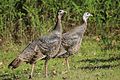 * Nomination A pair of wild turkeys, Meleagris gallopavo, walking side by side by the side of Croy Road, near Uvas Canyon County Park in Morgan Hill, California. --Grendelkhan 19:04, 25 February 2017 (UTC) * Decline  Oppose Sorry it's unsharp (with Canon EF 70-300mm, 300mm is not a good idea, unfortunately). --A.Savin 15:50, 26 February 2017 (UTC)