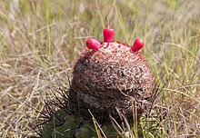 Melocactus'ün çiçek açmış hali.