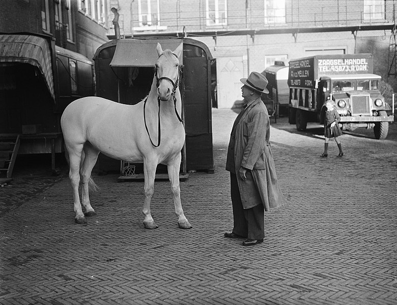 File:Melodie spierwit paard Strassburger in Carre, Bestanddeelnr 902-5147.jpg