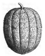 Melon de Cavaillon à chair rouge Vilmorin-Andrieux 1883.png