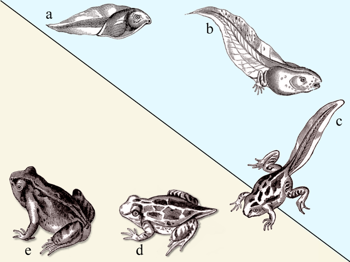 Metamorphosis frog Meyers.png