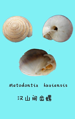 <i>Metodontia</i> Genus of gastropods