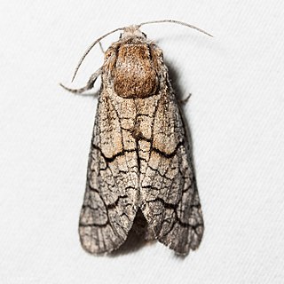 <i>Miacora</i> Genus of moths