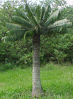 <i>Microcycas</i> Genus of cycads in the family Zamiaceae