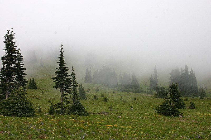 File:Mist Covering a Meadow under Forest Encroachment.jpg