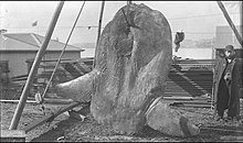 A huge giant sunfish caught at Darling Harbour in Sydney, Australia in 1882. MolaRamsayiDarlingHbr.jpg
