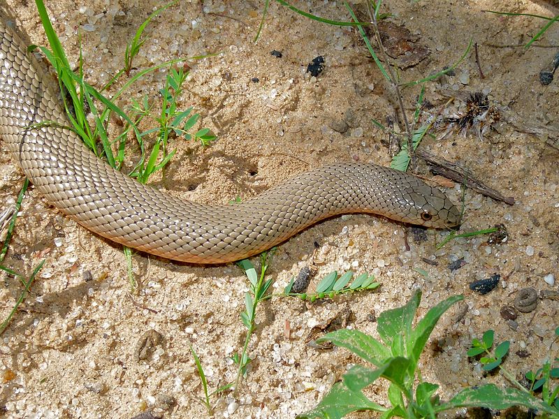 File:Mole Snake (Pseudaspis cana) (6868524868).jpg