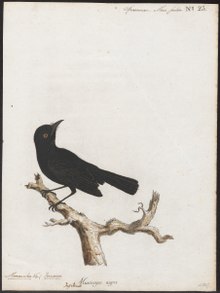 Monarcha nigra - 1786-1789 - Baskı - Iconographia Zoologica - Özel Koleksiyonlar Amsterdam Üniversitesi - UBA01 IZ16500179.tif