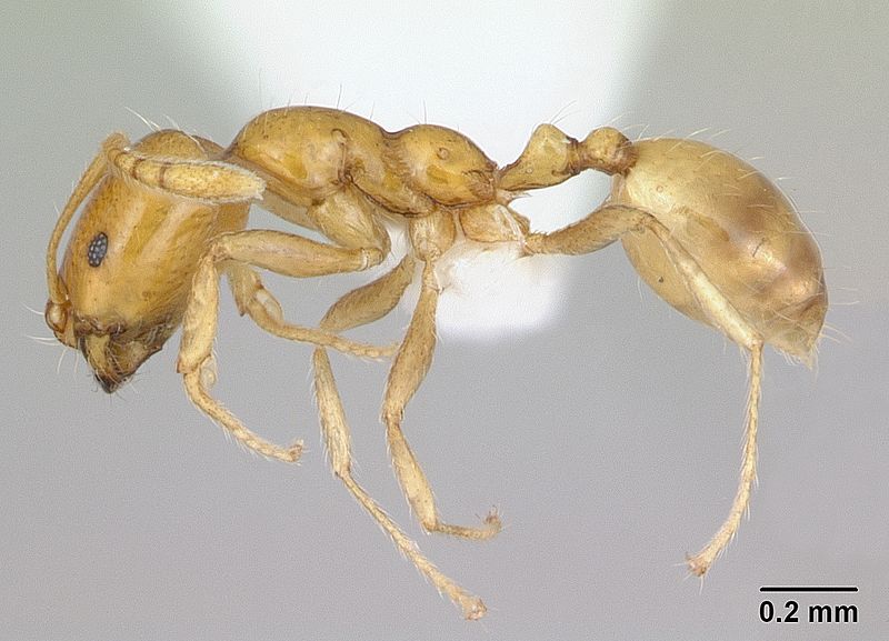 File:Monomorium bifidoclypeatum casent0173593 profile 1.jpg