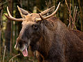 Moose poking out tongue.jpg