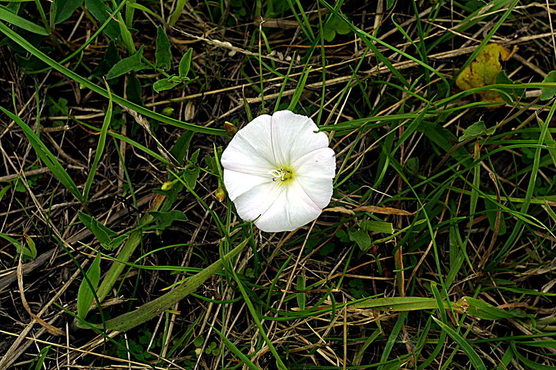 File:Morning glory growing wild.jpeg