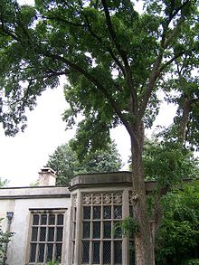 Morton accolade elm.jpg