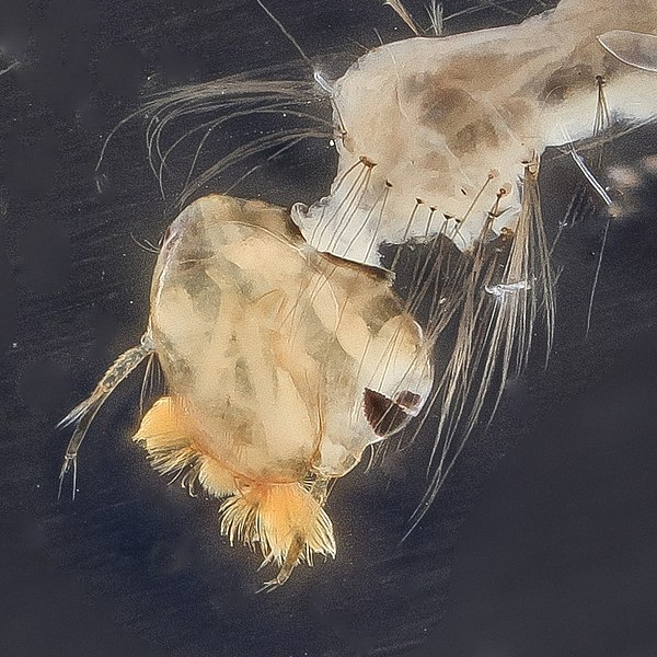 File:Mosquito in quartz sanitizer photoshopped detail (9736475635).jpg