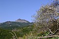 Sakurayama in spring