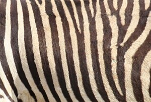 Zebra: Asal nama, Taksonomi dan evolusi, Karakteristik