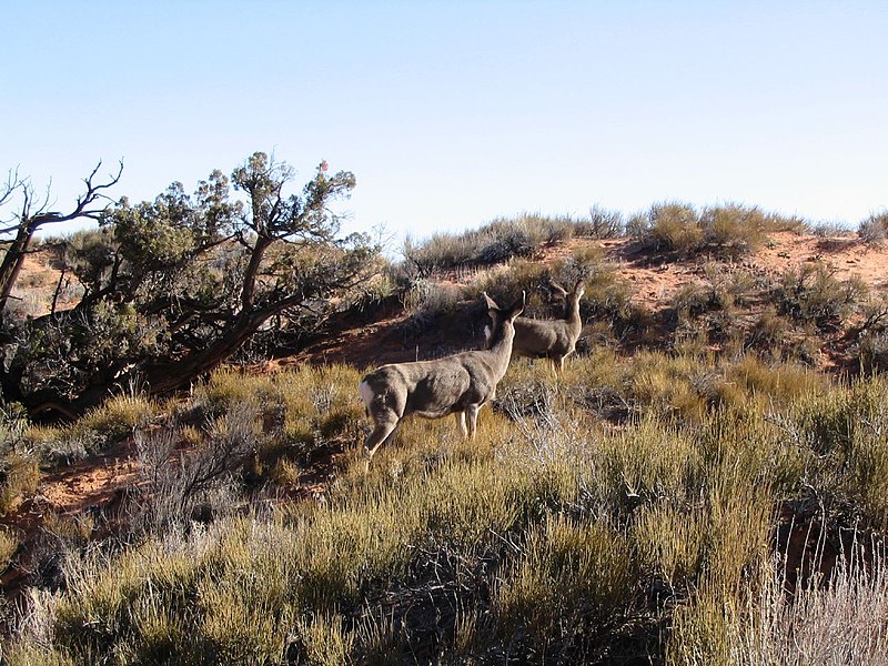 File:Mule Deer, Landscape Arch, Arches National Park, Moab, Utah (68896465).jpg