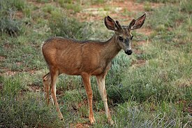 Zwartstaarthert (Odocoileus hemionus)