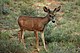 Mule deer in Bryce NP.jpg