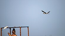 The birds at Basia are very insecure and forced to take their prey to other safer areas. MyPicsSpeaks-DSC1165.jpg