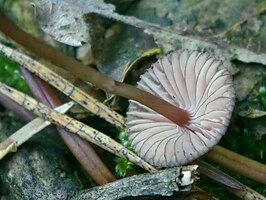 Roodsnedemycena