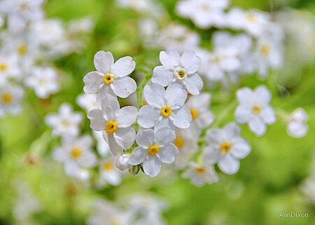 Myosotis abyssinica.jpg