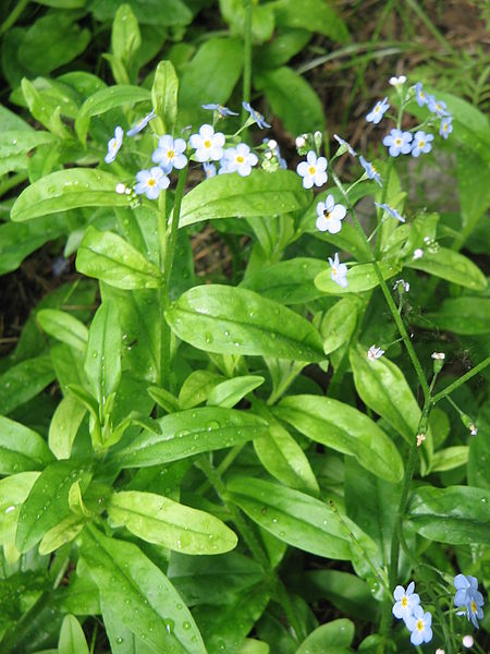 File:Myosotis scorpioides004.jpg