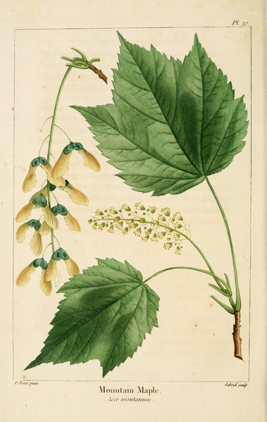 File:NAS-047 Acer spicatum.png