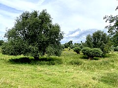 NSG bei Stürzelberg mit höhlenreichen Altbäumen