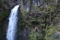 ナチシダ自生北限地大滝の滝壺岩壁のシダ類（静岡県賀茂郡河津町）。