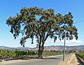 Napa Valley oak tree.jpg