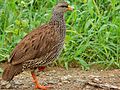 Thumbnail for Natal spurfowl