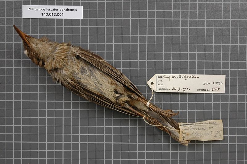 File:Naturalis Biodiversity Center - RMNH.AVES.128796 2 - Margarops fuscatus bonairensis Phelps & Phelps Jr., 1948 - Mimidae - bird skin specimen.jpeg