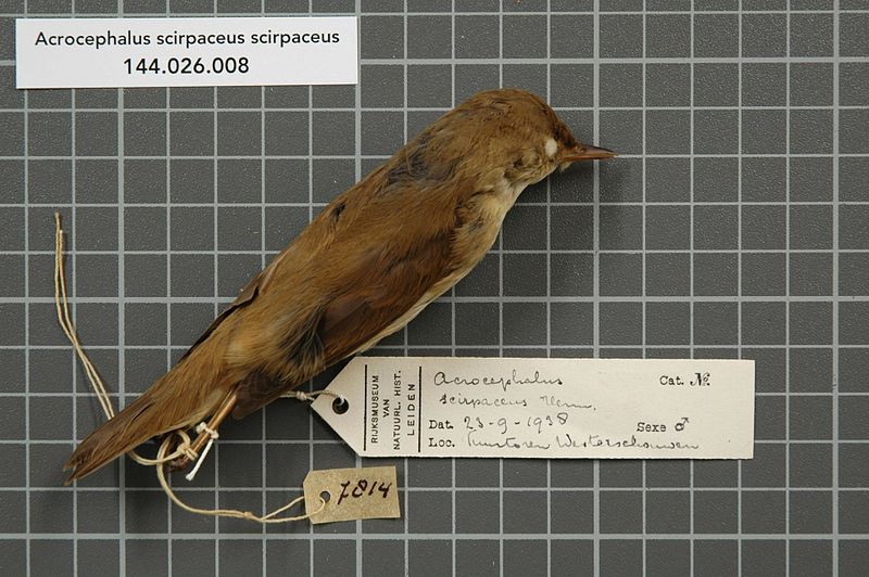 File:Naturalis Biodiversity Center - RMNH.AVES.136723 1 - Acrocephalus scirpaceus scirpaceus (Hermann, 1804) - Sylviidae - bird skin specimen.jpeg