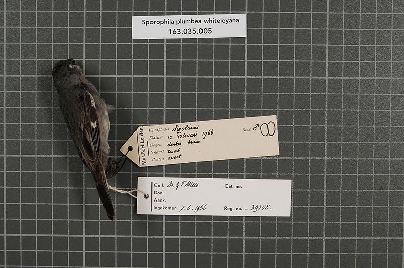 File:Naturalis Biodiversity Center - RMNH.AVES.39248 1 - Sporophila plumbea whiteleyana (Sharpe, 1888) - Emberizidae - bird skin specimen.jpeg