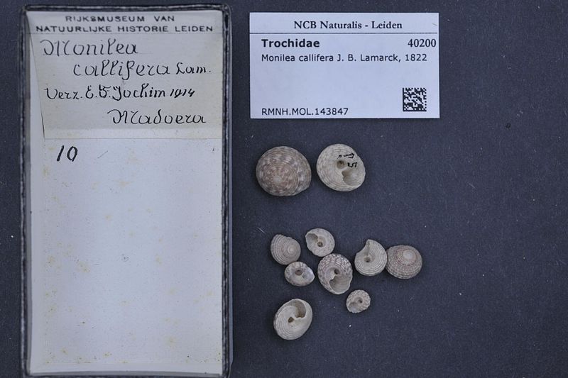 File:Naturalis Biodiversity Center - RMNH.MOL.143847 - Monilea callifera (Lamarck, 1822) - Trochidae - Mollusc shell.jpeg