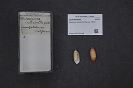 Acteocina culcitella