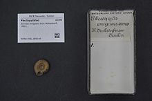 Центр биоразнообразия Naturalis - RMNH.MOL.389149 - Sinicola emigrans (Von Moellendorff, 1901) - Plectopylidae - Mollusc shell.jpeg