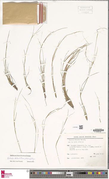 File:Naturalis Biodiversity Center - U.1527438 - Setaria distantiflora (A.Rich.) Pilg. - Poaceae - Grass - Herbarium sheet.jpg