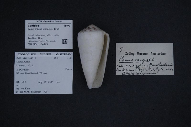 File:Naturalis Biodiversity Center - ZMA.MOLL.164515 - Conus magus Linnaeus, 1758 - Conidae - Mollusc shell.jpeg