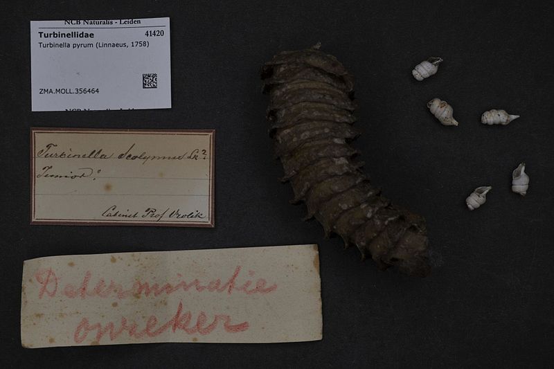 File:Naturalis Biodiversity Center - ZMA.MOLL.356464 - Turbinella pyrum (Linnaeus, 1758) - Turbinellidae - Mollusc shell.jpeg