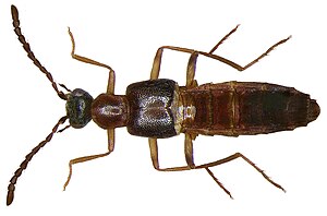 Neosmectonia