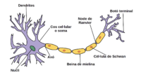 Partes de una neurona.