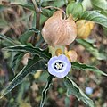 Nicandra physalodes (Solanaceae).jpg