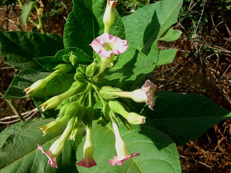 File:Nicotiana tabacum (Tabac2).jpg