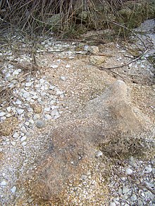 small shell midden at Nocoroco NocorocoOysterMidden.jpg