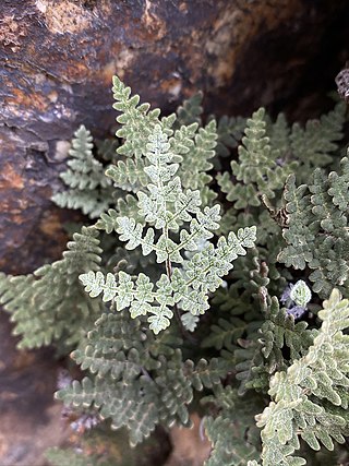 <i>Notholaena californica</i> Species of fern