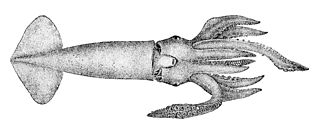 <i>Nototodarus</i> Genus of molluscs