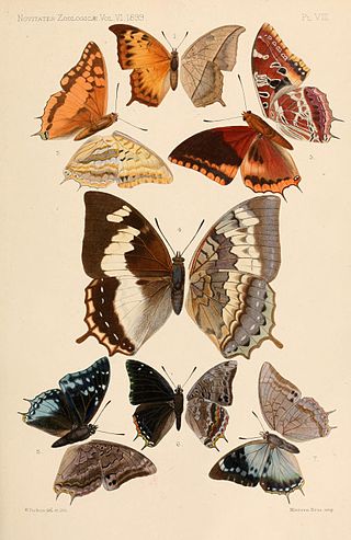 <i>Charaxes boueti</i> Species of butterfly in the family Nymphalidae