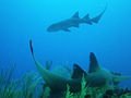 Nurse Sharks (4906294754).jpg